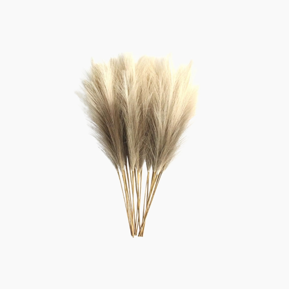 BOHO Pampasgräs 6-Pack