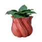 TWIST Vas, Korallröd