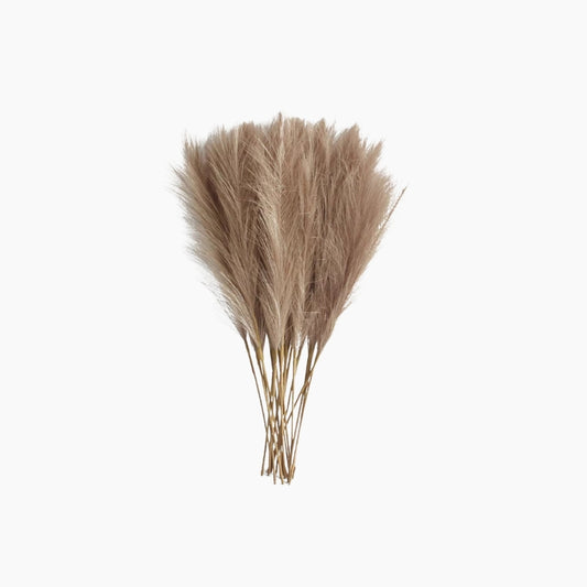 BOHO Pampasgräs 6-Pack