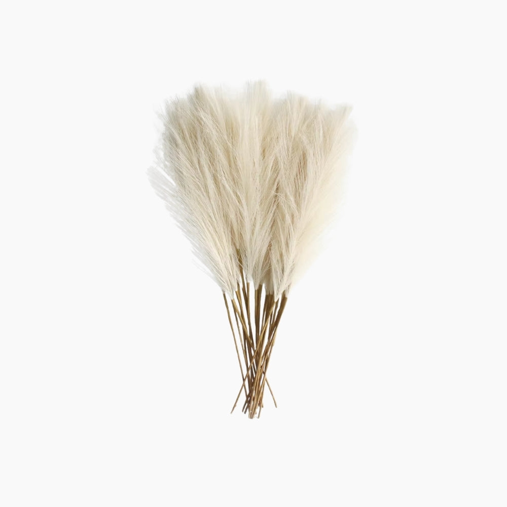 BOHO Pampasgräs 6-Pack
